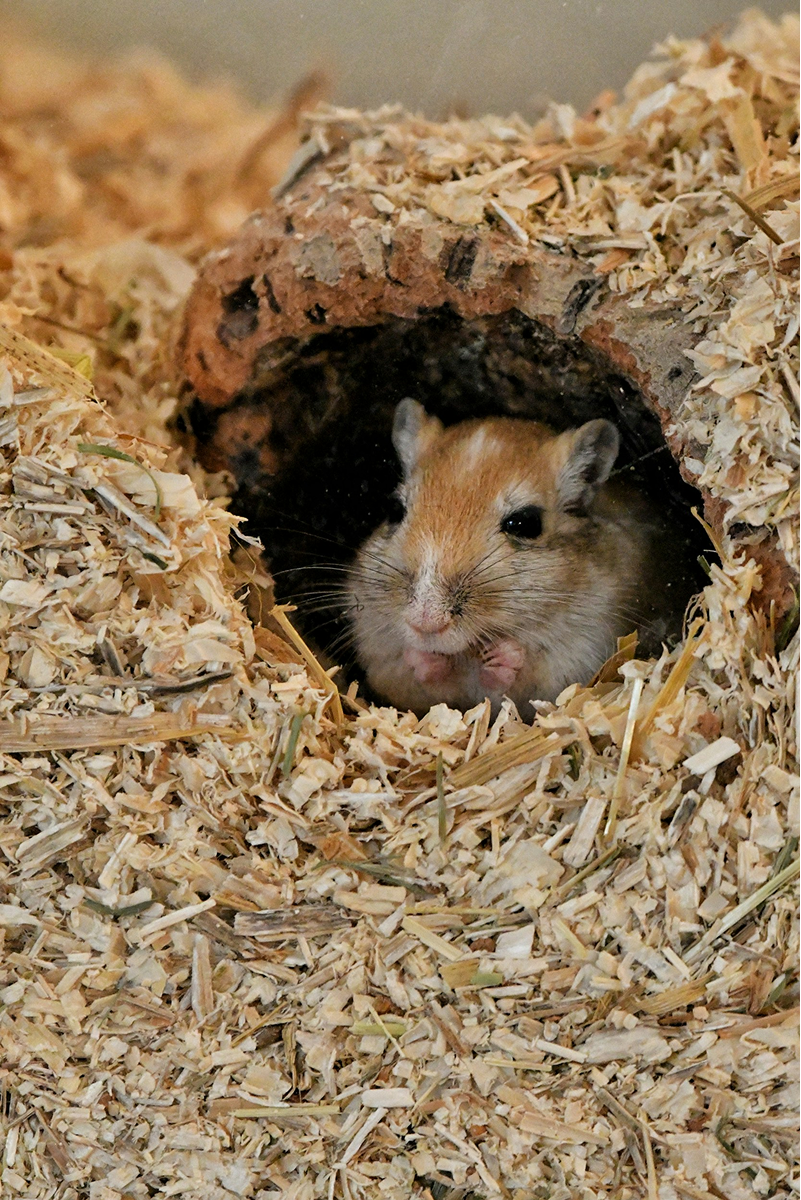 Chinese Hamster